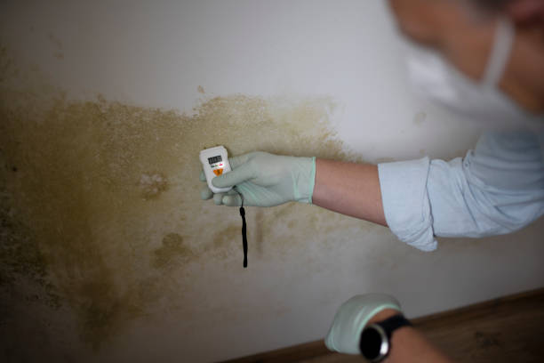 Best Certified Mold Removal  in Vienna, GA