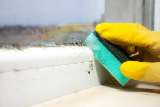 Best Same-Day Mold Removal  in Vienna, GA