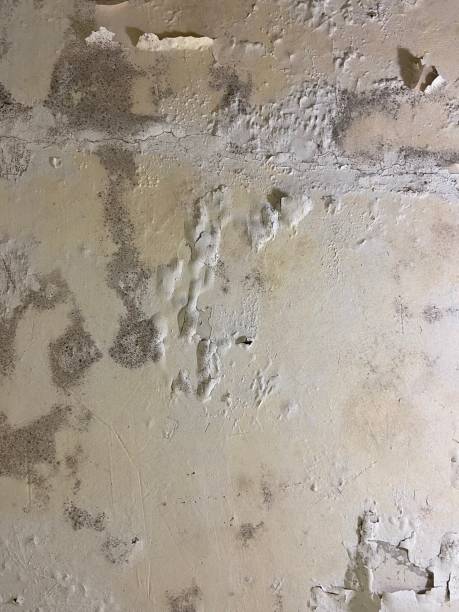 Crawl Space Mold Removal in Vienna, GA