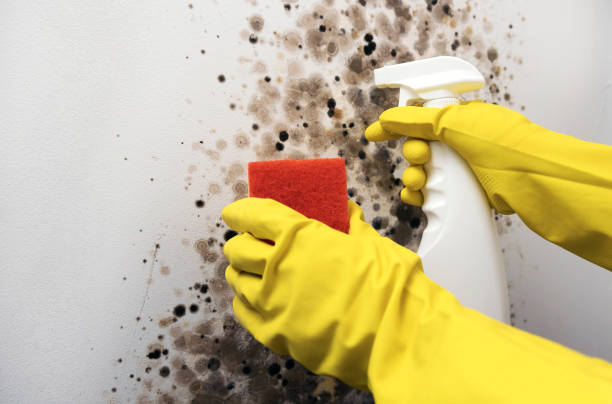 Best Residential Mold Removal  in Vienna, GA
