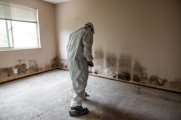Best Office Mold Removal Services  in Vienna, GA