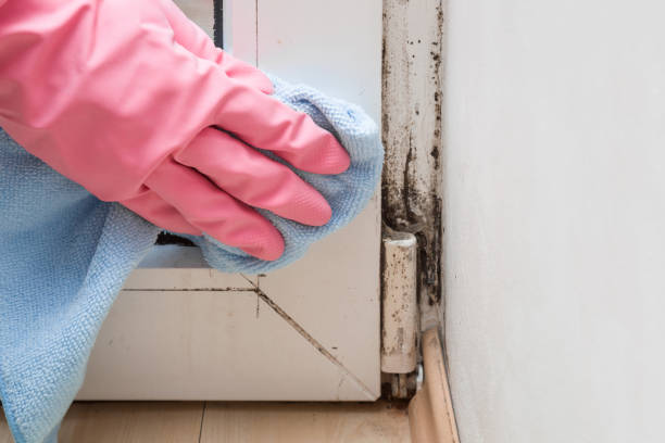 Best Attic Mold Removal  in Vienna, GA